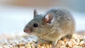 МВД Украины: мыши съели